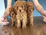 Wc Egi̇i̇ti̇mli̇ Toy Poodle Yavrulari Mağazamizda Canli Görün