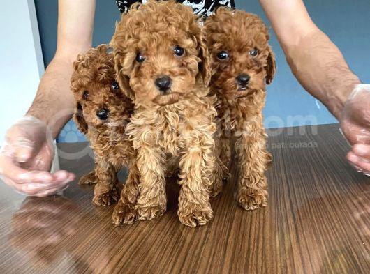Wc Egi̇i̇ti̇mli̇ Toy Poodle Yavrulari Mağazamizda Canli Görün görsel
