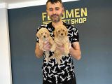 Wc Egi̇i̇ti̇mli̇ Toy Poodle Yavrulari Mağazamizda Canli Görün