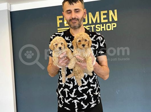 Wc Egi̇i̇ti̇mli̇ Toy Poodle Yavrulari Mağazamizda Canli Görün görsel