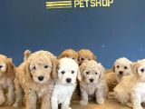 Wc Egi̇i̇ti̇mli̇ Toy Poodle Yavrulari Mağazamizda Canli Görün