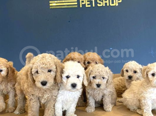Wc Egi̇i̇ti̇mli̇ Toy Poodle Yavrulari Mağazamizda Canli Görün görsel