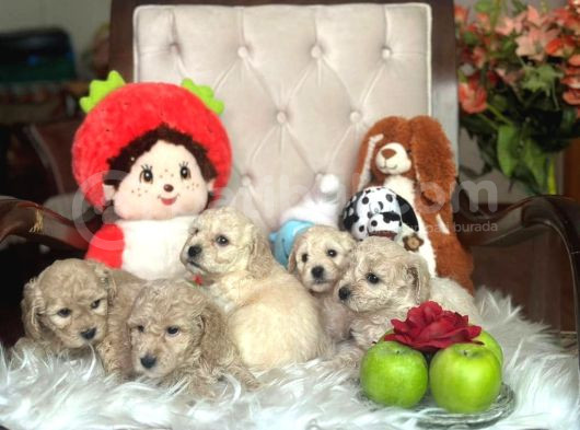 Wc Egi̇i̇ti̇mli̇ Toy Poodle Yavrulari Mağazamizda Canli Görün görsel