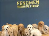 Wc Egi̇i̇ti̇mli̇ Toy Poodle Yavrulari Mağazamizda Canli Görün