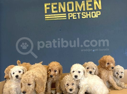 Wc Egi̇i̇ti̇mli̇ Toy Poodle Yavrulari Mağazamizda Canli Görün görsel