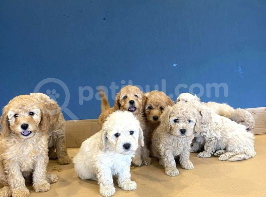 Wc Egi̇i̇ti̇mli̇ Toy Poodle Yavrulari Mağazamizda Canli Görün görsel