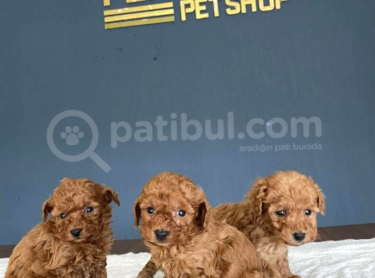 Wc Egi̇i̇ti̇mli̇ Toy Poodle Yavrulari Mağazamizda Canli Görün görsel