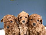 Wc Egi̇i̇ti̇mli̇ Toy Poodle Yavrulari Mağazamizda Canli Görün
