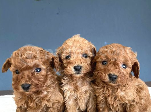 Wc Egi̇i̇ti̇mli̇ Toy Poodle Yavrulari Mağazamizda Canli Görün görsel
