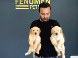 Baby Face Golden Retriewer Yavrulari Mağazamizda Canli Görün