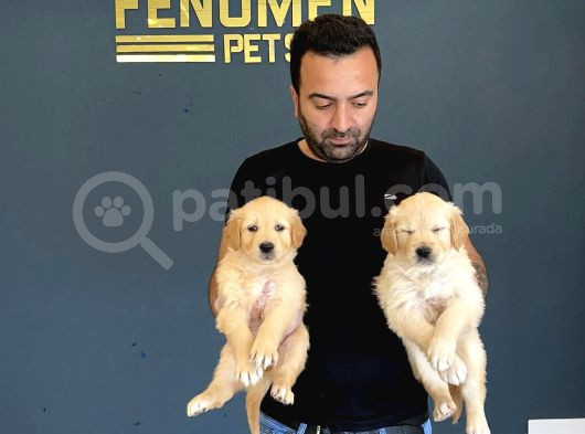 Baby Face Golden Retriewer Yavrulari Mağazamizda Canli Görün görsel