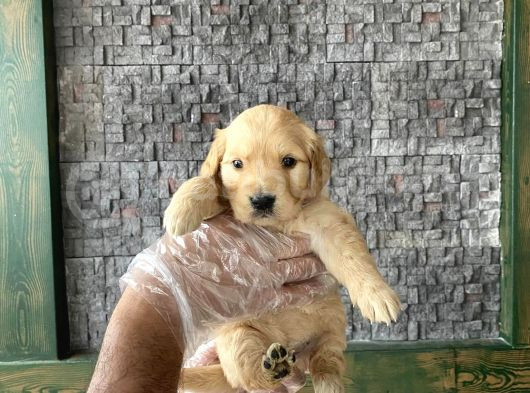 Baby Face Golden Retriewer Yavrulari Mağazamizda Canli Görün görsel
