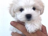 Renk Renk Orji̇nal Malti̇po Yavrulari Mağazamizda Canli Görün