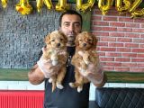 Renk Renk Orji̇nal Malti̇po Yavrulari Mağazamizda Canli Görün