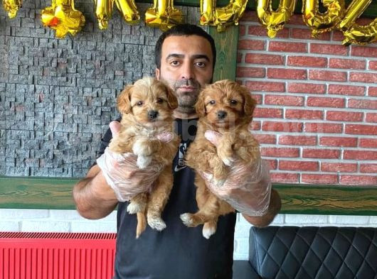 Renk Renk Orji̇nal Malti̇po Yavrulari Mağazamizda Canli Görün görsel