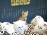 RENK RENK ORJİNAL BRITISH SHORTHAIR YAVRULARI MAĞAZMZDA GÖRN