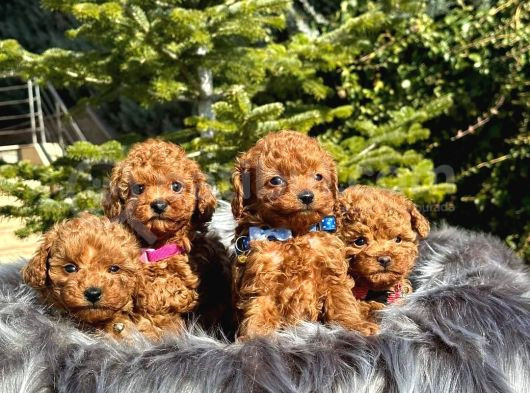 Tooy Poodle Cinsi Yavrular Dişi Erkek Mevcuttur  görsel