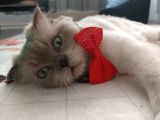 Scottish Fold Longhair Dişi Pamuk Kızımız