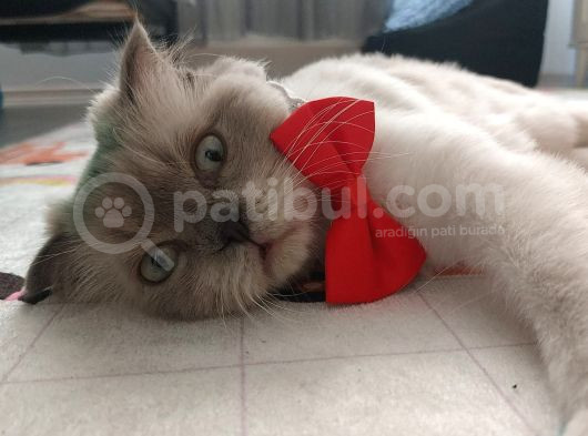 Scottish Fold Longhair Dişi Pamuk Kızımız görsel