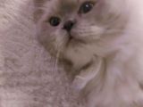 Scottish Fold Longhair Dişi Pamuk Kızımız