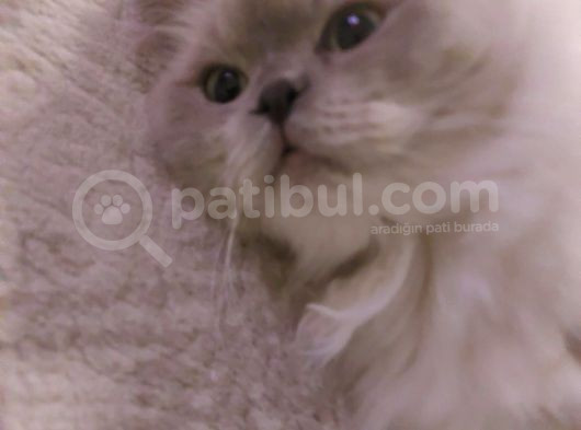 Scottish Fold Longhair Dişi Pamuk Kızımız