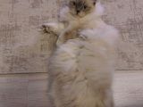 Scottish Fold Longhair Dişi Pamuk Kızımız