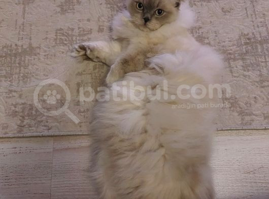 Scottish Fold Longhair Dişi Pamuk Kızımız görsel