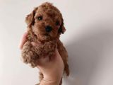 Tooy poodle cinsi yavrular Dişi erkek mevcuttur 