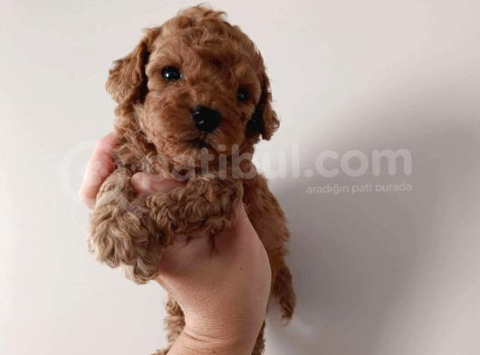 Tooy Poodle Cinsi Yavrular Dişi Erkek Mevcuttur 