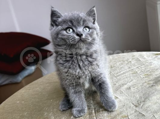 Sağlık Garantili A Kalite Yavrular