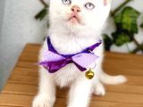 Pamuğumuz Maviş British Shorthair Erkek Bebek