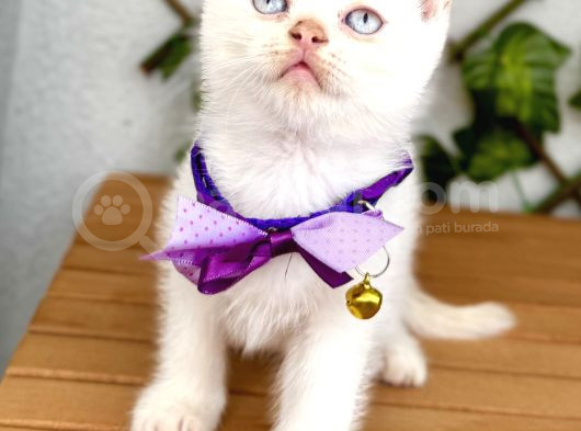 Pamuğumuz Maviş British Shorthair Erkek Bebek görsel