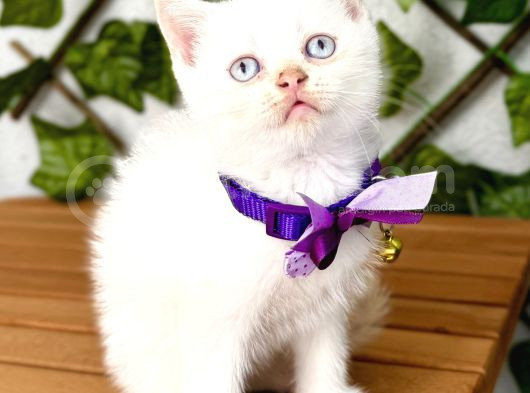 Pamuğumuz Maviş British Shorthair Erkek Bebek