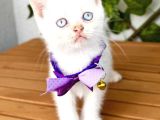 Pamuğumuz Maviş British Shorthair Erkek Bebek