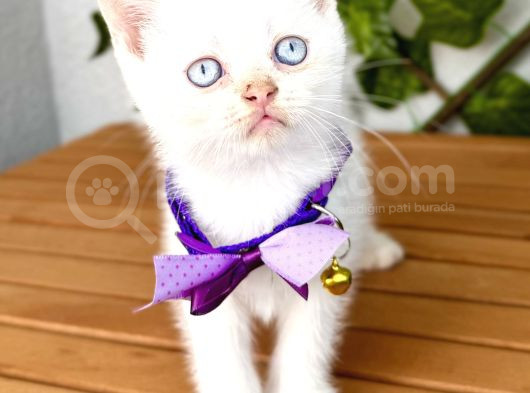 Pamuğumuz Maviş British Shorthair Erkek Bebek görsel