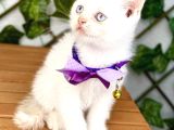 Pamuğumuz Maviş British Shorthair Erkek Bebek