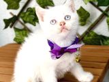 Pamuğumuz Maviş British Shorthair Erkek Bebek