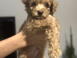 2 AYLIK TOY POODLE ERKEK BEBEK ÇOK UYGUNA