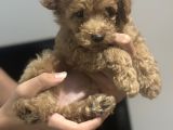 2 Aylik Toy Poodle Erkek Bebek Çok Uyguna