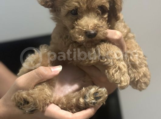 2 Aylik Toy Poodle Erkek Bebek Çok Uyguna görsel
