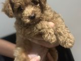 2 Aylik Toy Poodle Erkek Bebek Çok Uyguna