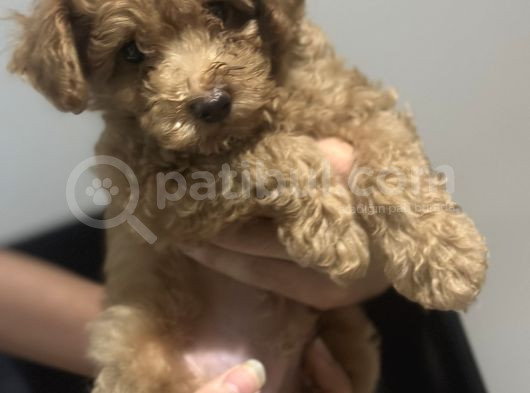2 Aylik Toy Poodle Erkek Bebek Çok Uyguna görsel