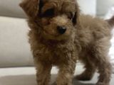 2 Aylik Toy Poodle Erkek Bebek Çok Uyguna