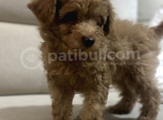 2 Aylik Toy Poodle Erkek Bebek Çok Uyguna görsel