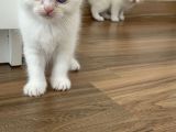 Bembeyaz British Shorthair yavrular