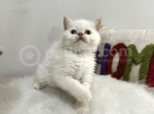 Safkan Sağlıklı Blue Point görsel