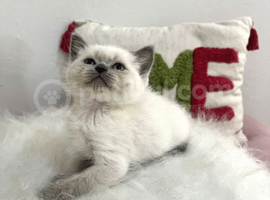 Safkan Sağlıklı Blue Point görsel