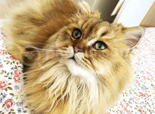 Şeçereli̇ Babadan British Long Hair Yavrular görsel