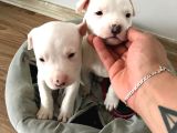 American Bully