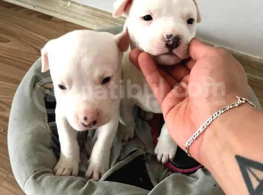 American Bully görsel